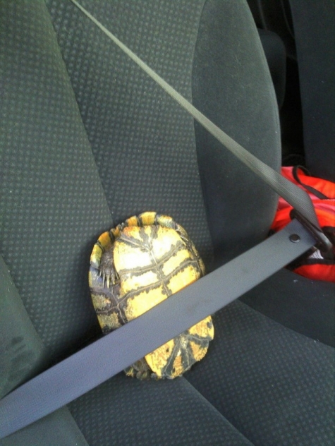 Turtle wearing seat belt